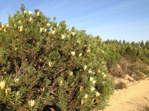 Protea Repens 4/5/2013