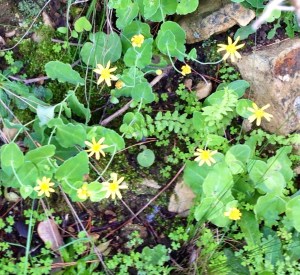 A mystery flower - yellow daisy-like flowers are the hardest to identify