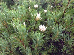 Protea Repens