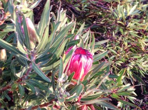 Protea Nerifolia - June 2013