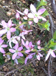 Buchu - in this case a hybrid of Agthomsa Crenulata, with an unusual mauve coloured flower