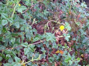 A rambling pea-flower that grows close to rivers and sources of surface water