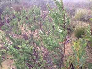 Full of prickles and with a round green fruit - this must have a flowering season that will help with identification
