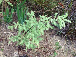 Fluffy and asparagus-like - this shrub's new grow glows emerald green in the gloomy light