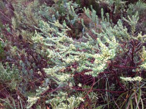 A stunning shrub I haven't seen before that could belong in any garden.  I identified it before leaving and will revert with a name