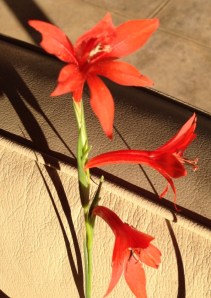 Gladiolus watsonius