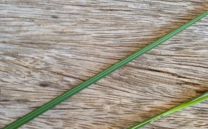 The lowermost leaf of Gladiolus watsonius