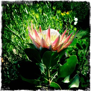 Protea cynaroides - The King Protea - South Africa's National Flower