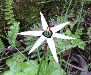 Spiloxene capensis, the Cape Star