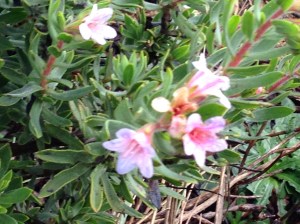 Lobostemun fruticosus