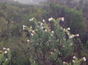 Lobostemum fruticosus