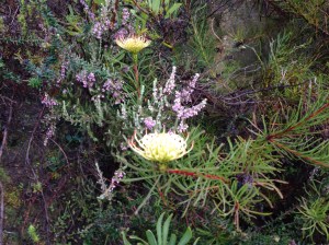 Leucospermum - the pincushion flower