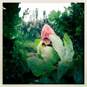 Protea speciosa-esque?