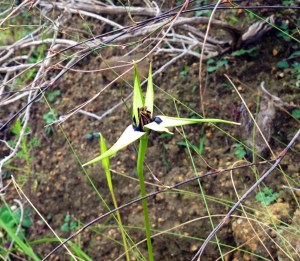 Spiloxene capensis about to flower