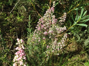 Erica nudiflora?