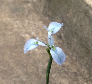 Moraea tripetala