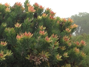 The magnificent Leucadendron tinctum