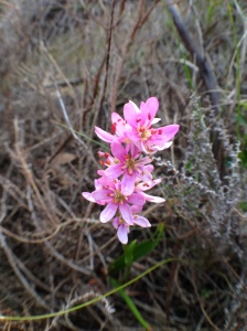 Wurmbea punctata - the Spike Lily