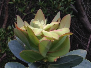 The new growth of Protea nitida