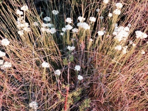 Unidentified pinkish white flowers
