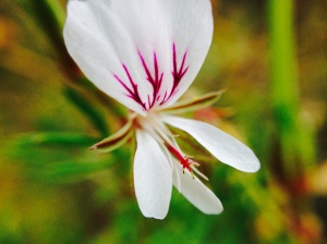 One of the many subspecies of wild Pelargonium that grows on the mountain
