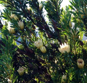 The same shrub covered with creamy white flowers