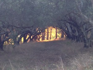 The evening light in the olive groves was stunning