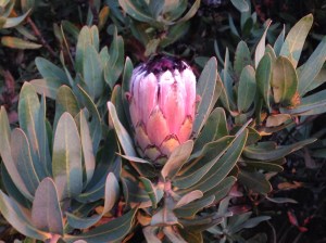Protea nerifolia
