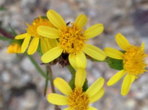 Osteospermum spinosum?