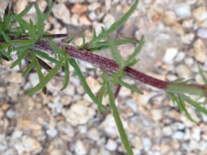 The needle-like leaves could be telltale