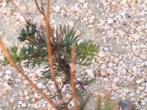 It's a small shrub with little needly clustered leaves