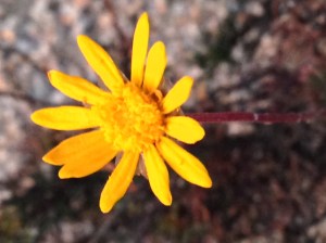 A perfect daisy, but which perfect daisy?