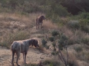 Seamus and Maebh in the fynbos