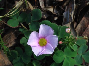 Oxalis purpurea in pale lilac