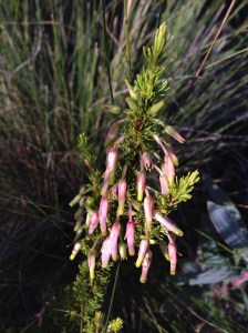 Erica plukenetii