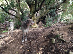 Scene from The Hobbit, starring Seamus and Maebh