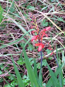Chasmanthe floribunda, or Montbrecia or Crocosmia 