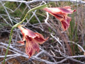Gladiolus maculata, two flowers atop a long, fine stem