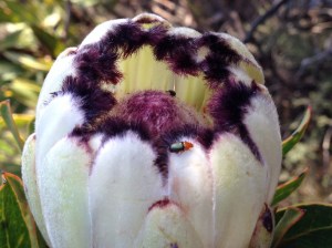 Protea nerifolia