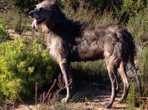 Seamus enjoying a sunny afternoon