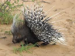 Cape Porcupine