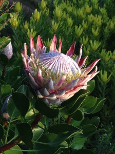 Protea cynaroides, The King Protea