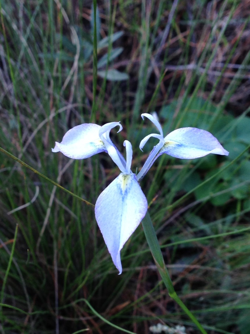 Moraea tripetala