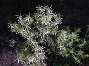 Leucadendron salignum Female, shining in the gloomy morning 