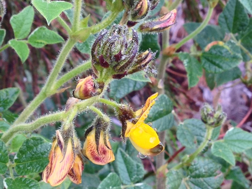 Bolusafra bitumenosa, the tar pea