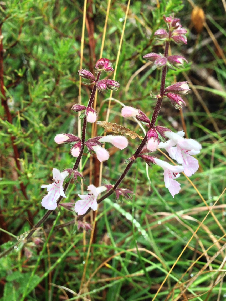 Stachys aethiopica