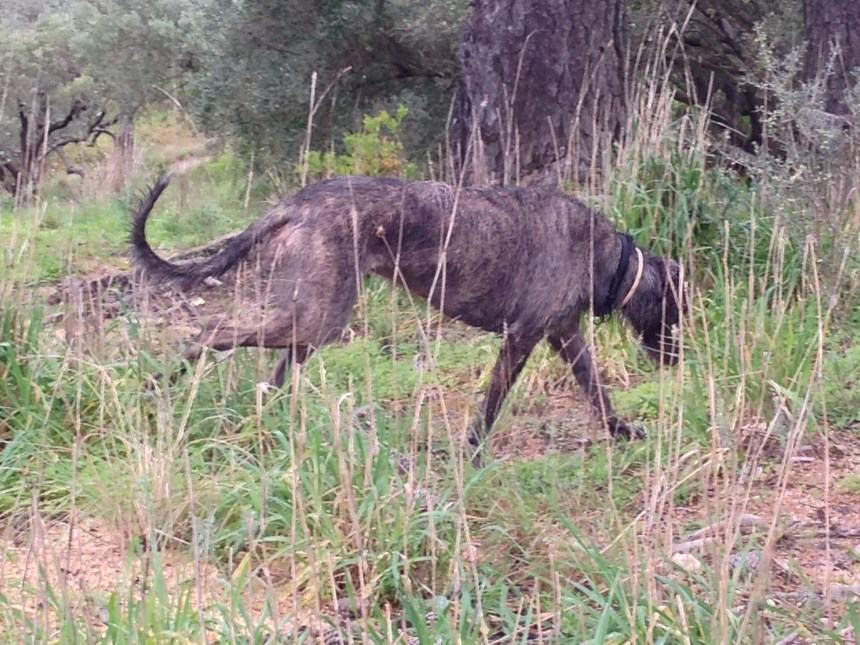 Maebh hunting in the olive groves, her coat dark from running in the soaking wet fynbos