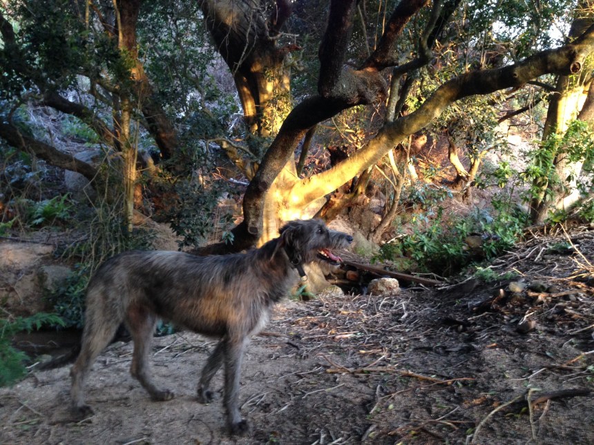 Maebh and the Ilex Mitis