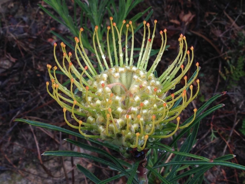 Leucospermum lineare