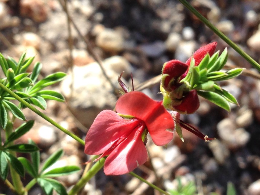Unidentified pinky red pea